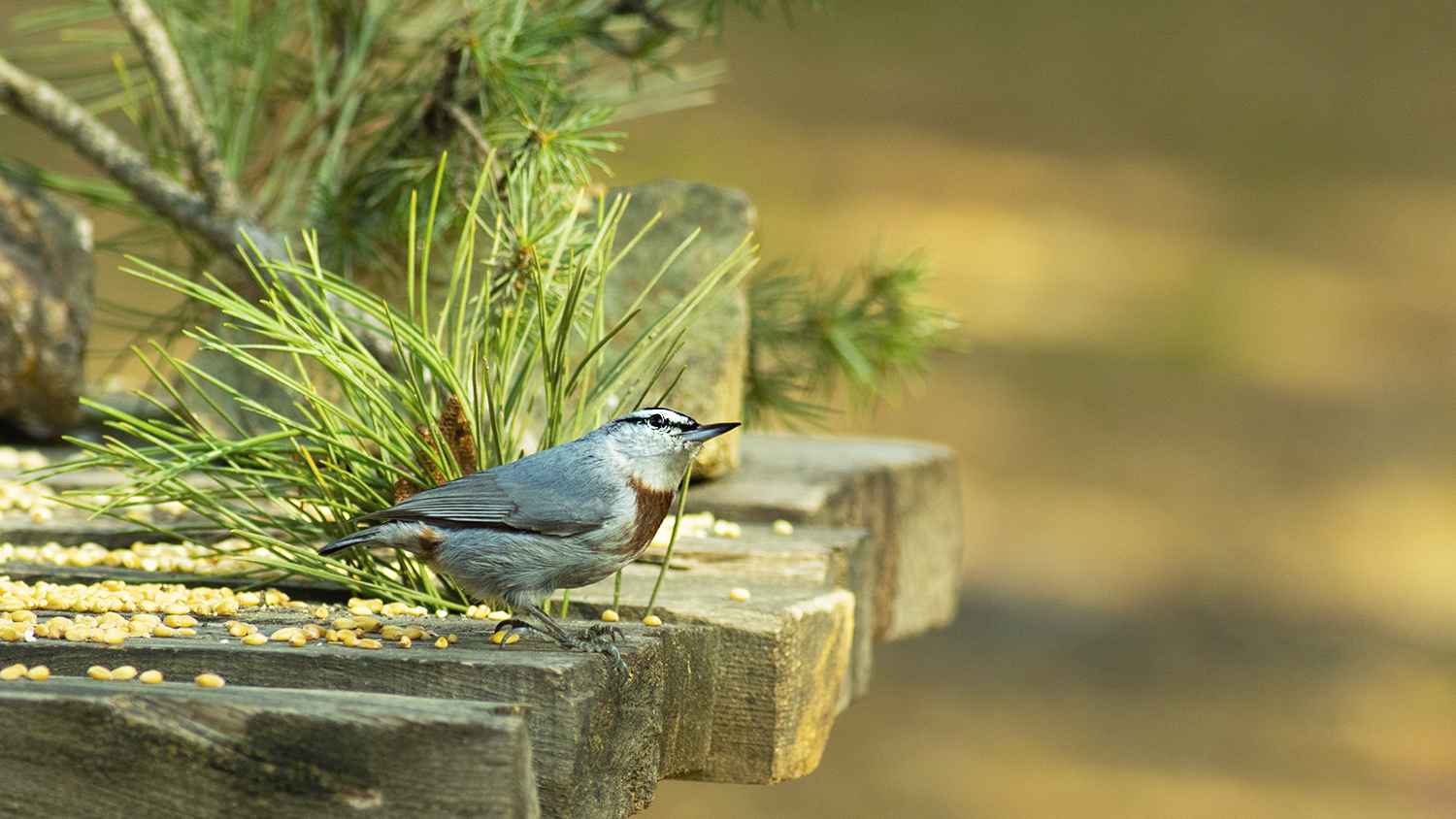 Krüper's Nuthatch
